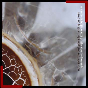 Samo Kutin in Ana Kravanja sta tokrat zašla v vode mehke ambientalnosti s poprhom modernističnih raziskovanj novih zvočnih možnosti.